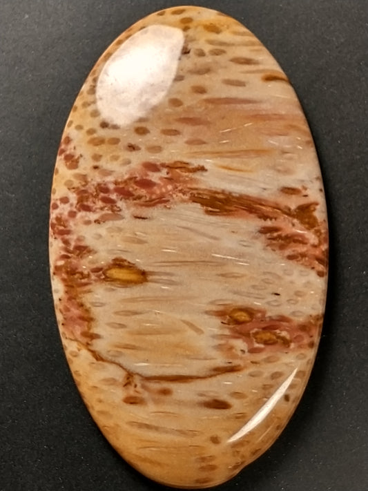Petrified Palm Wood Cabochon Large