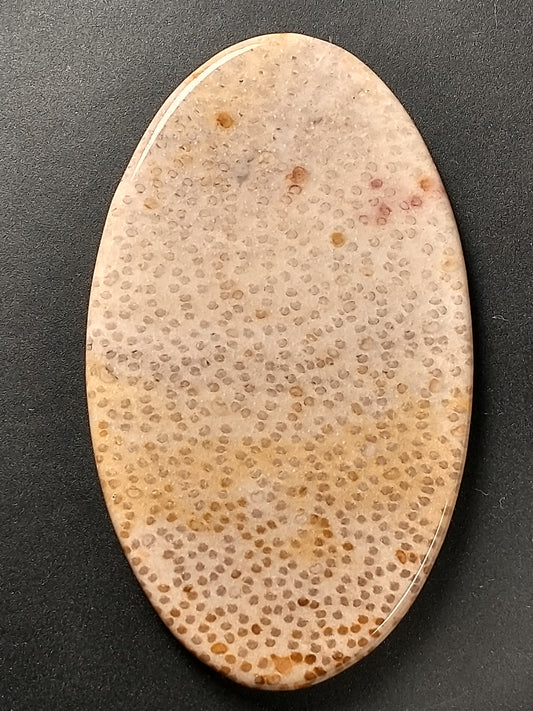 Petrified Palm Wood Cabochon Large