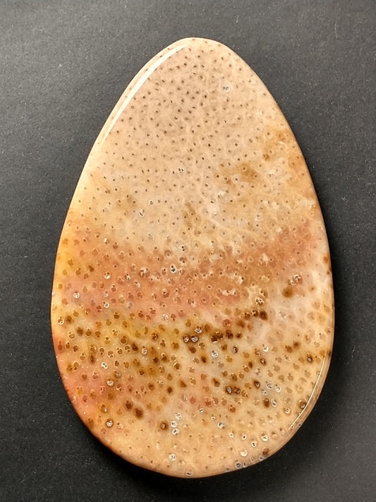 Petrified Palm Wood Cabochon X Large