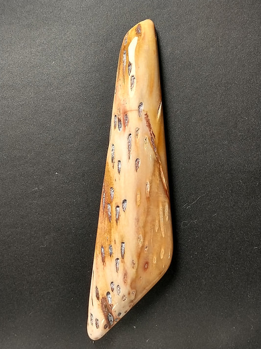 Petrified Palm Wood Cabochon X Large