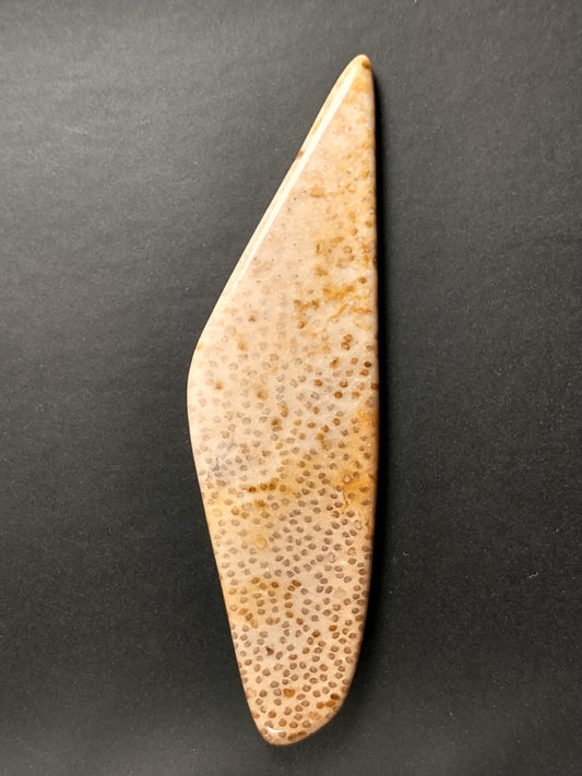 Petrified Palm Wood Cabochon X Large