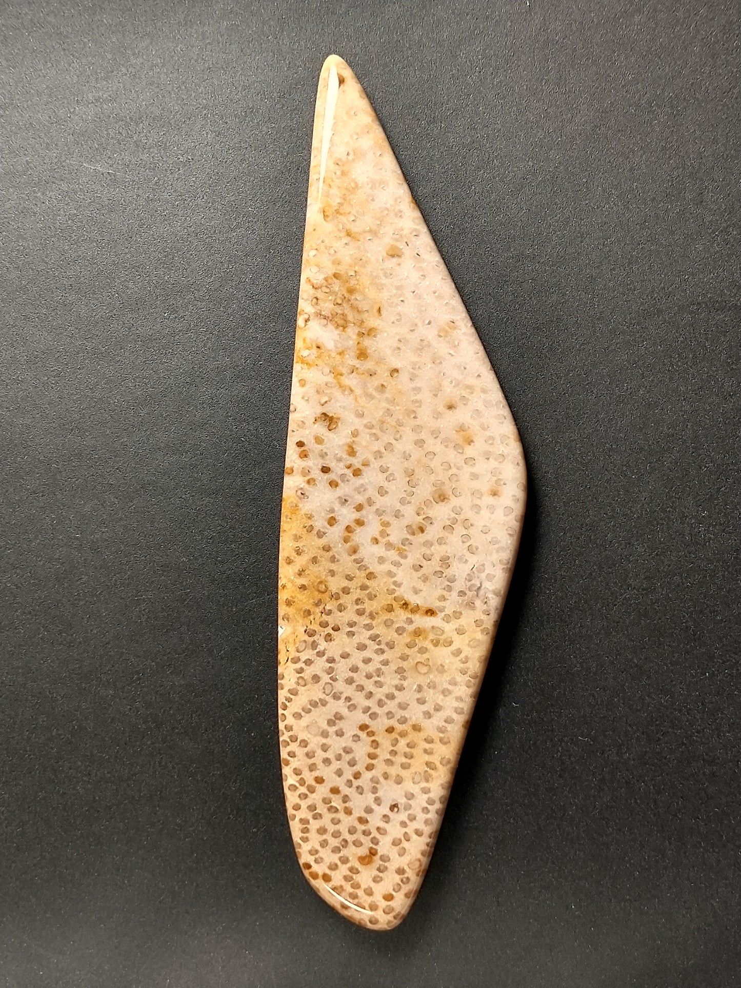 Petrified Palm Wood Cabochon X Large