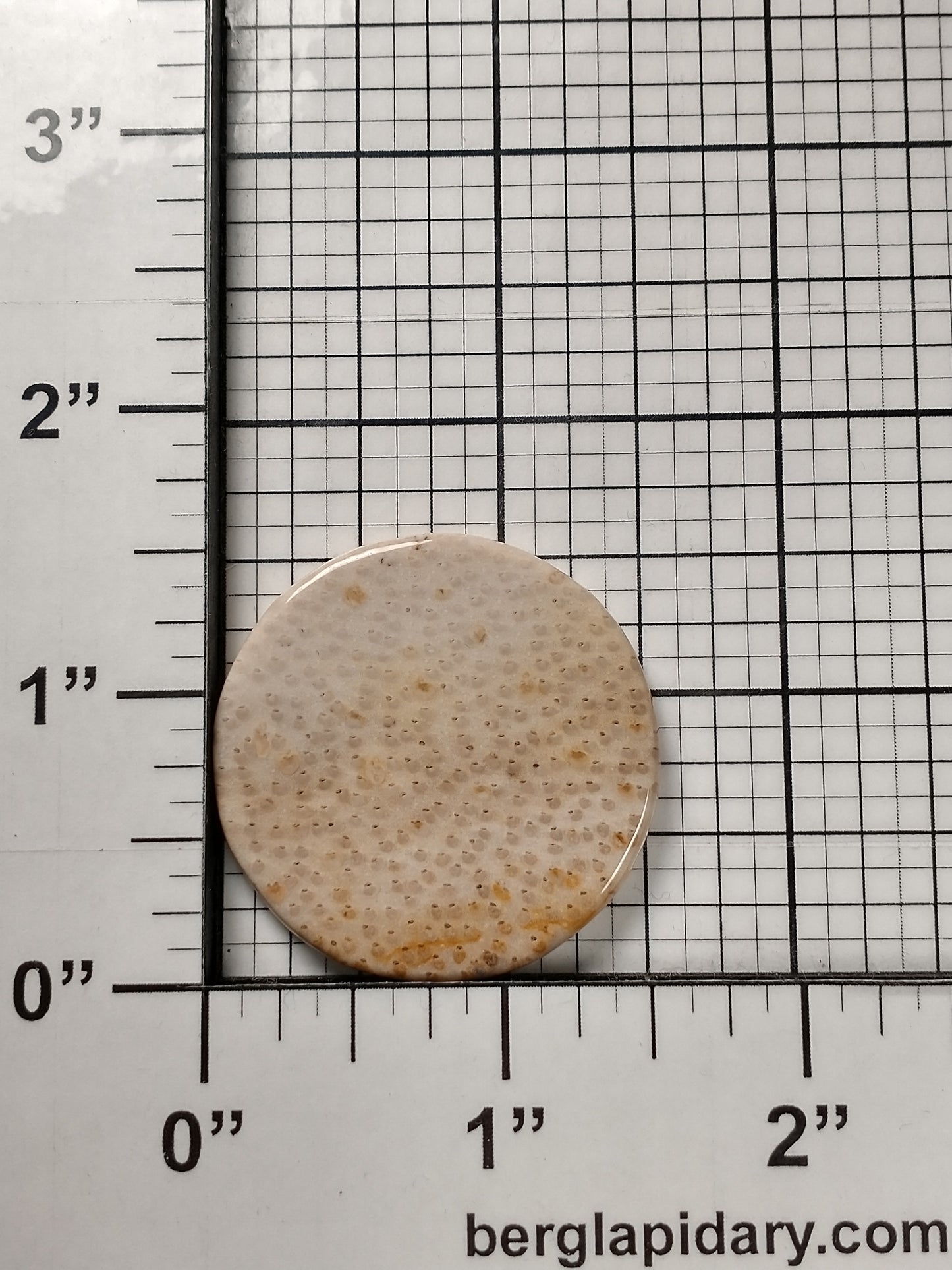 Petrified Palm Wood Cabochon Medium