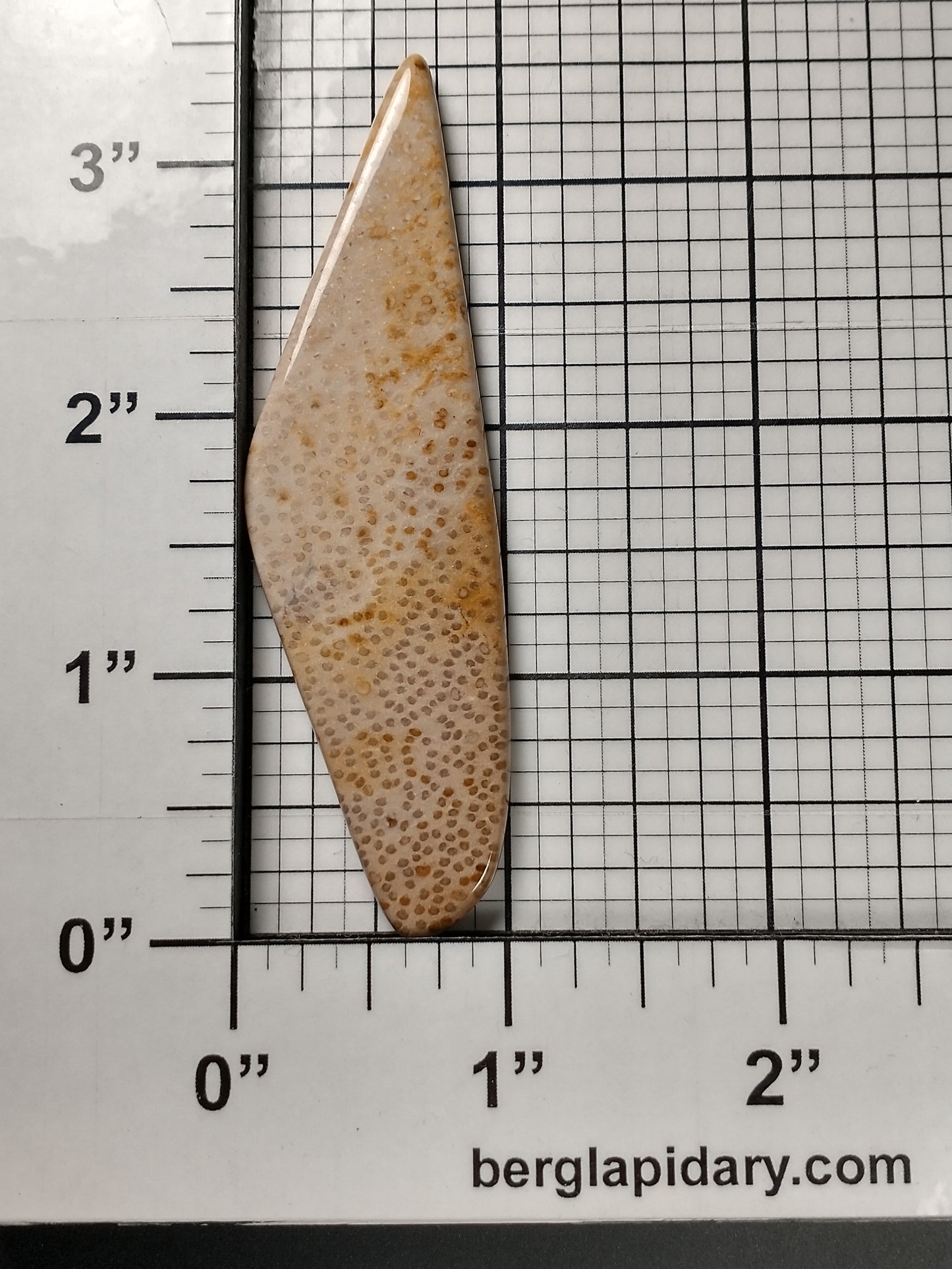 Petrified Palm Wood Cabochon X Large