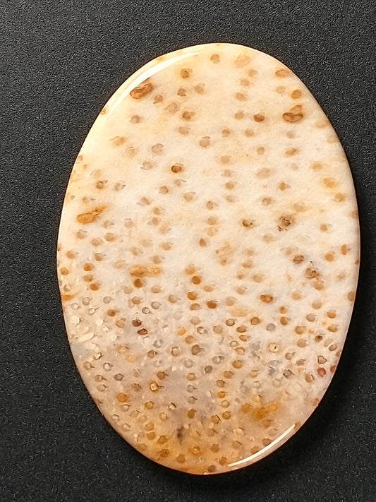 Petrified Palm Wood Cabochon Medium