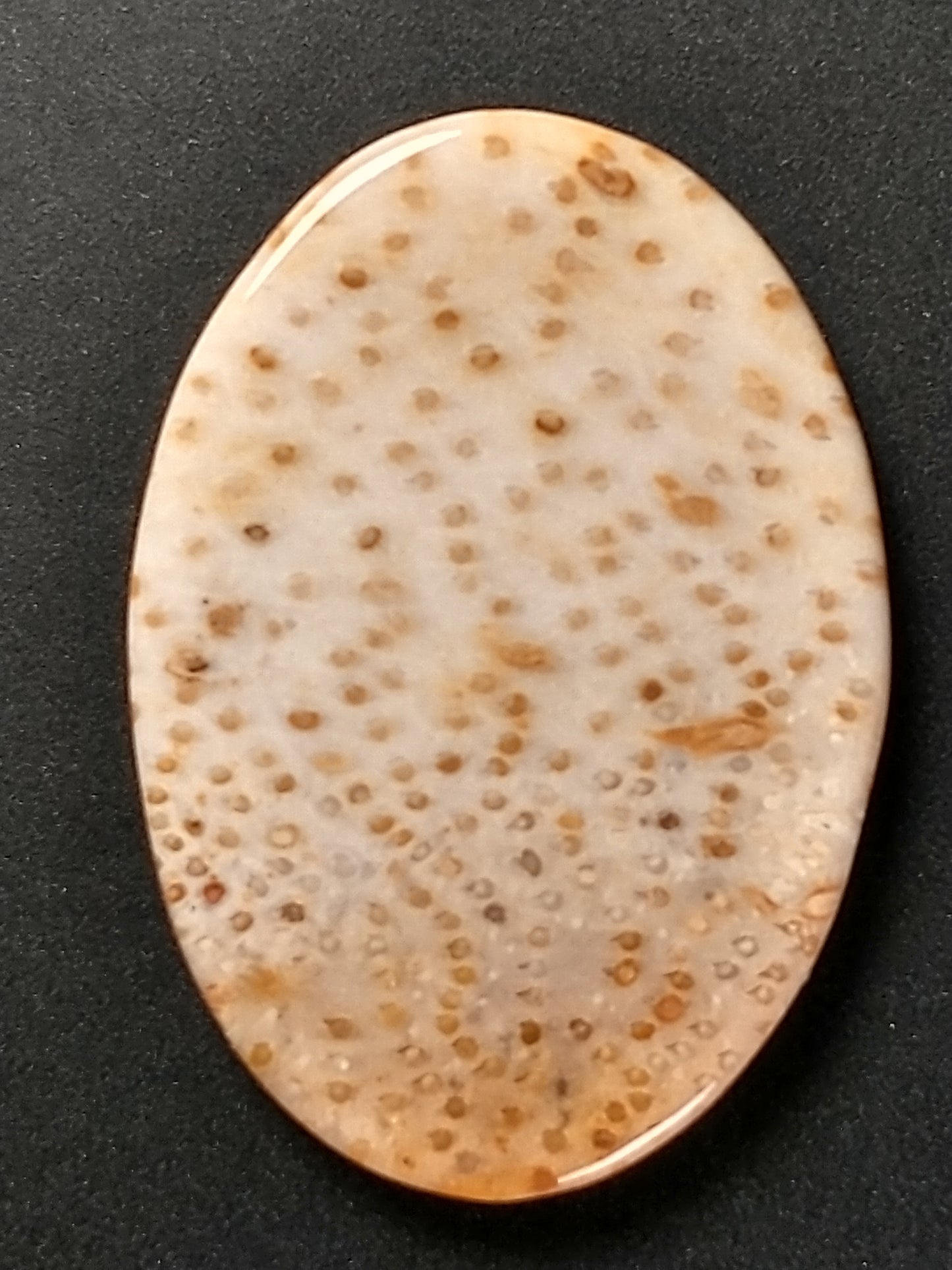 Petrified Palm Wood Cabochon Medium