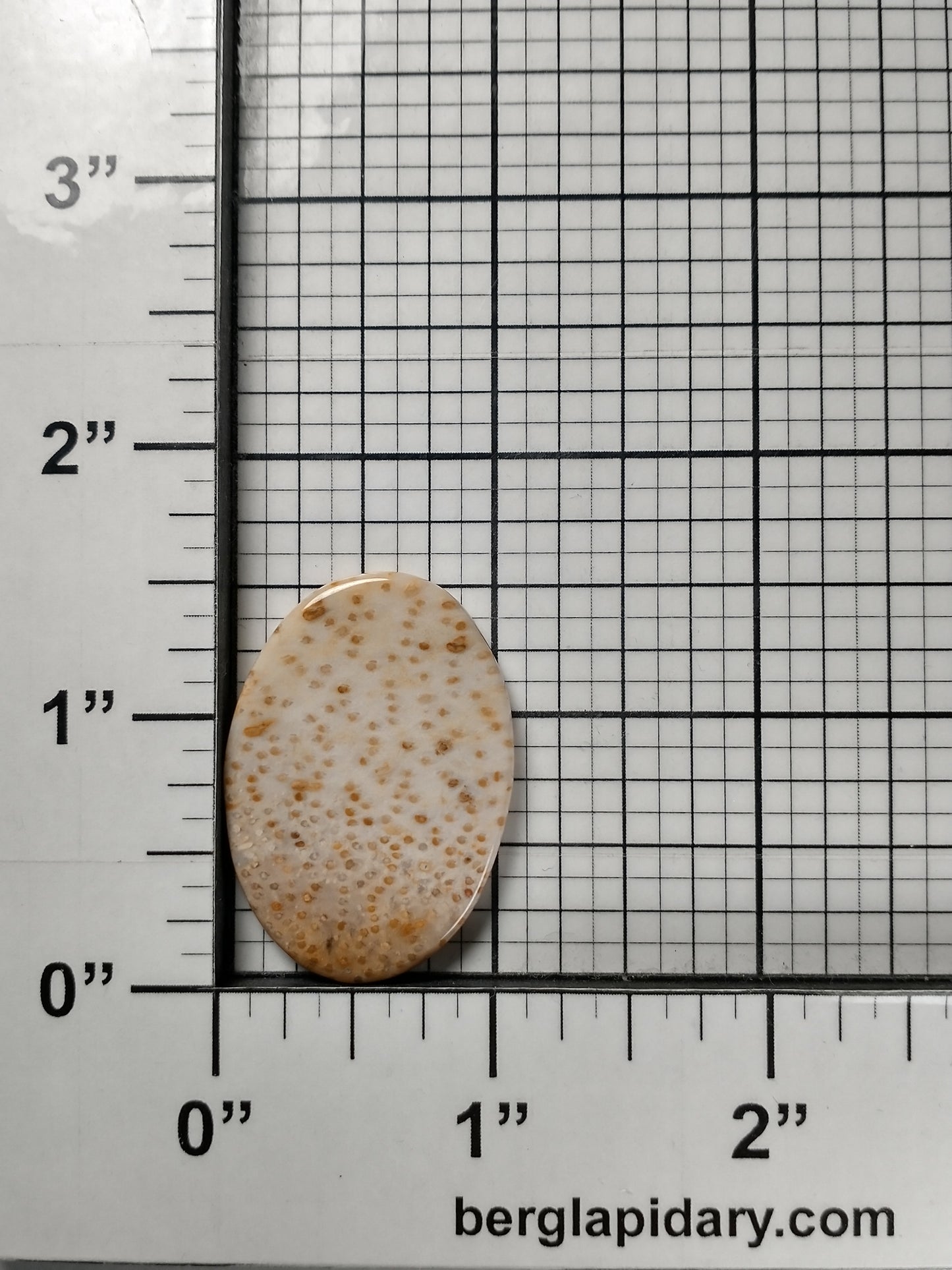 Petrified Palm Wood Cabochon Medium