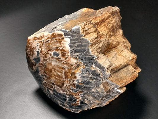 Petrified Wood Rough, Polished End, 5.1 lbs