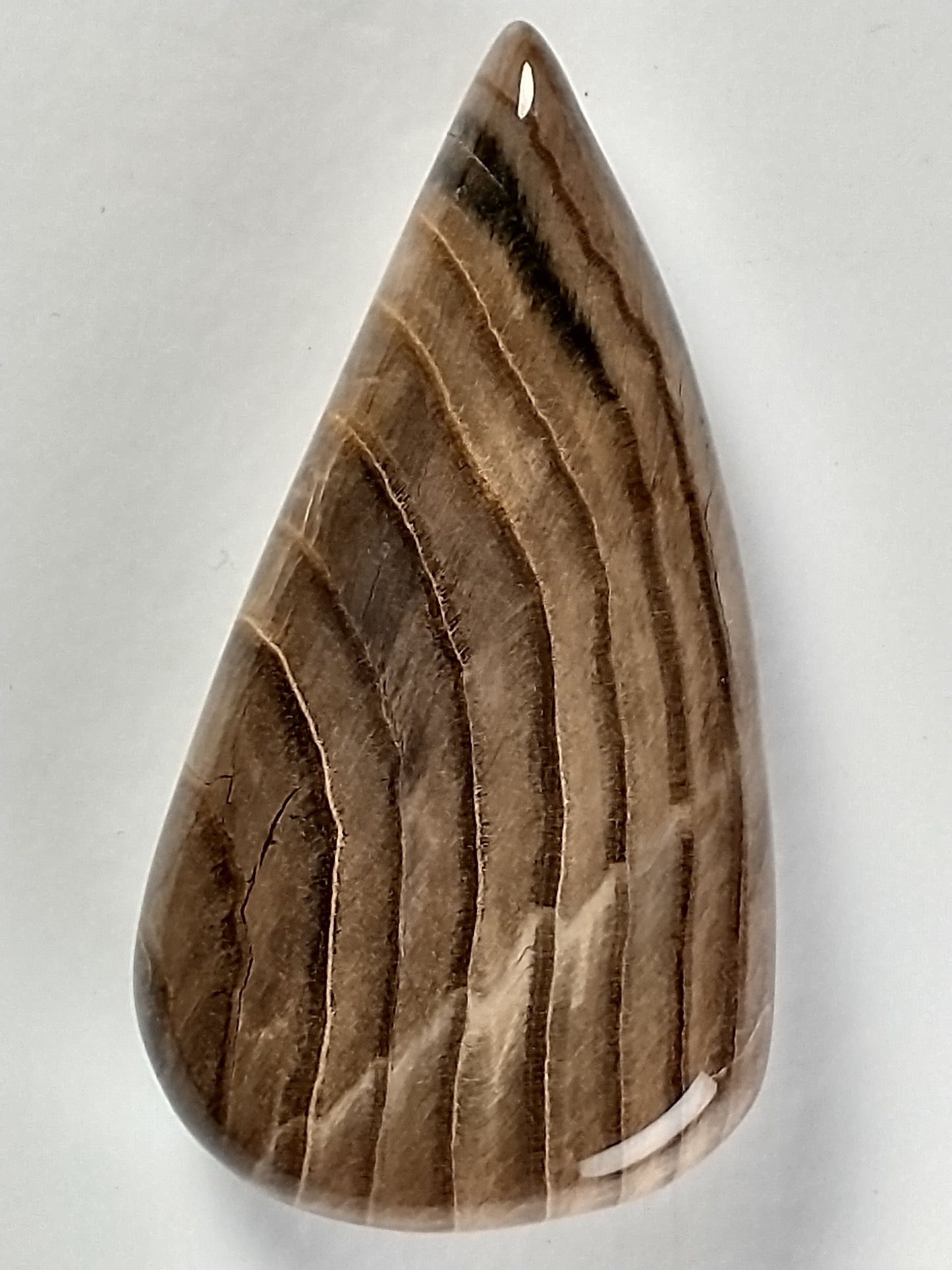 Petrified Wood Cabochon Medium