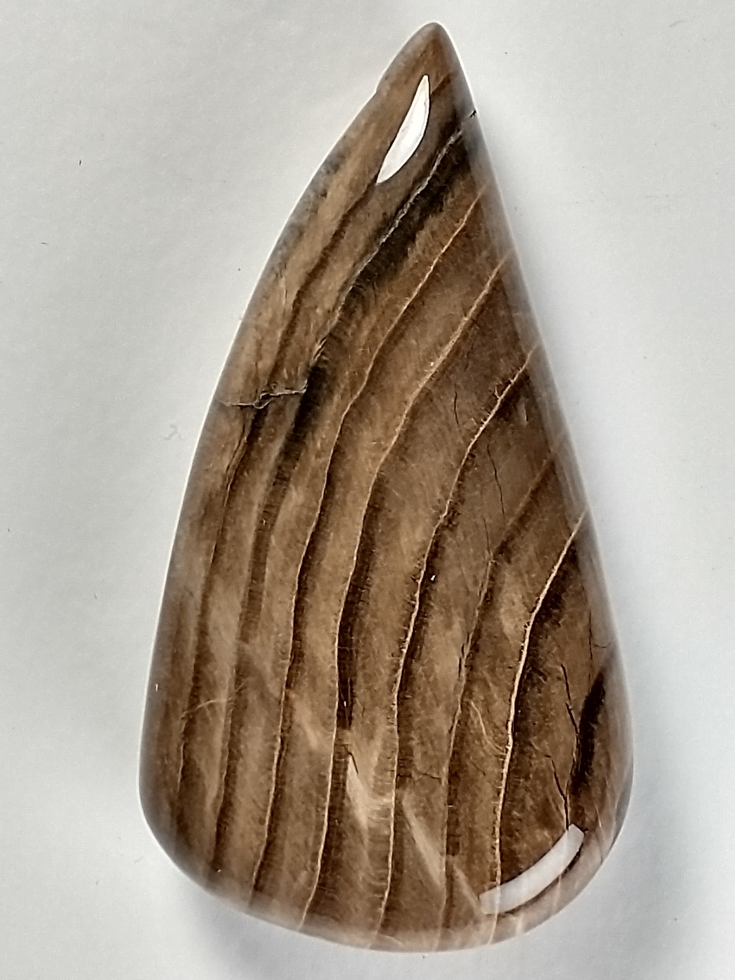 Petrified Wood Cabochon Medium