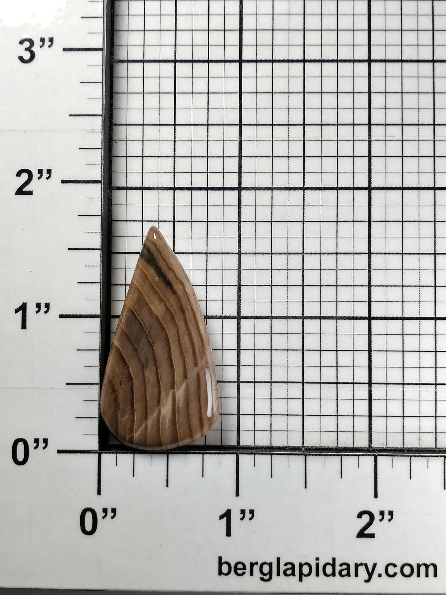Petrified Wood Cabochon Medium