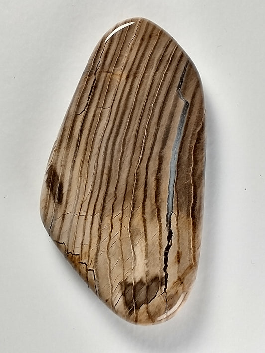 Petrified Wood Cabochon Medium