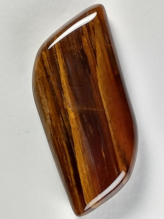 Petrified Wood Cabochon Medium