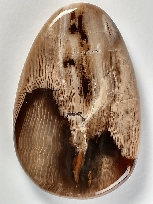 Petrified Wood Cabochon Medium