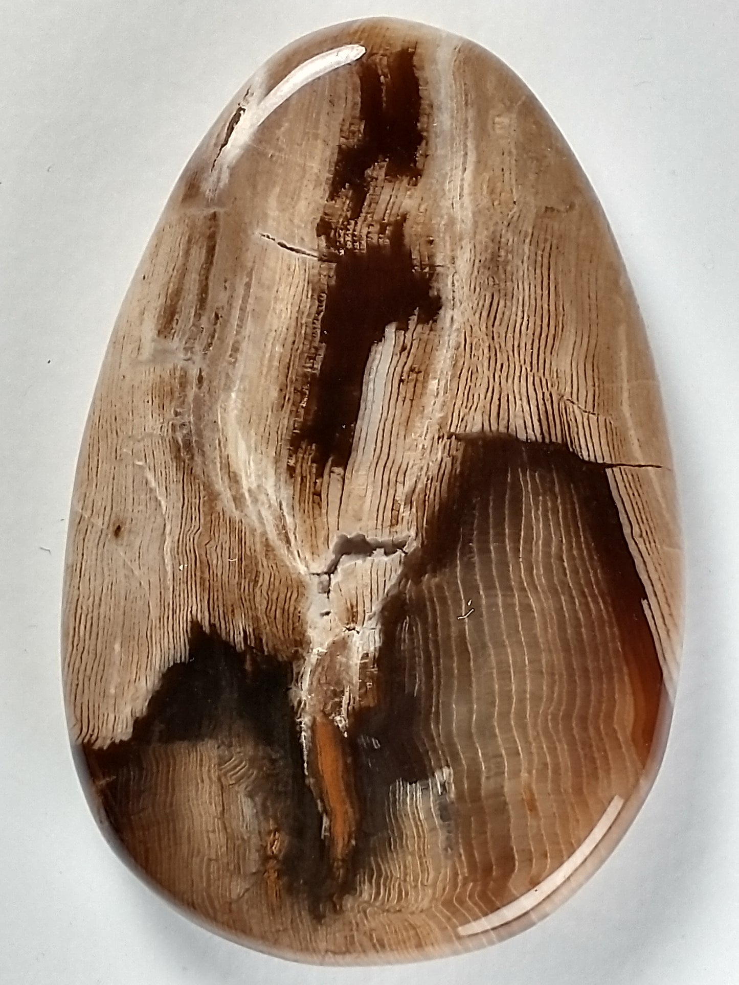 Petrified Wood Cabochon Medium