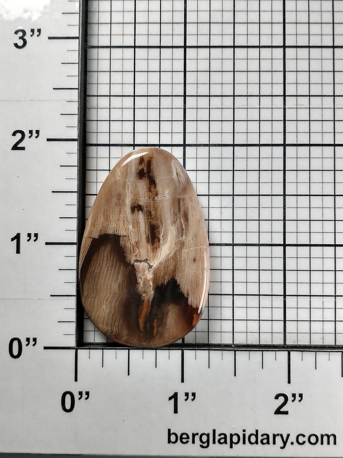 Petrified Wood Cabochon Medium