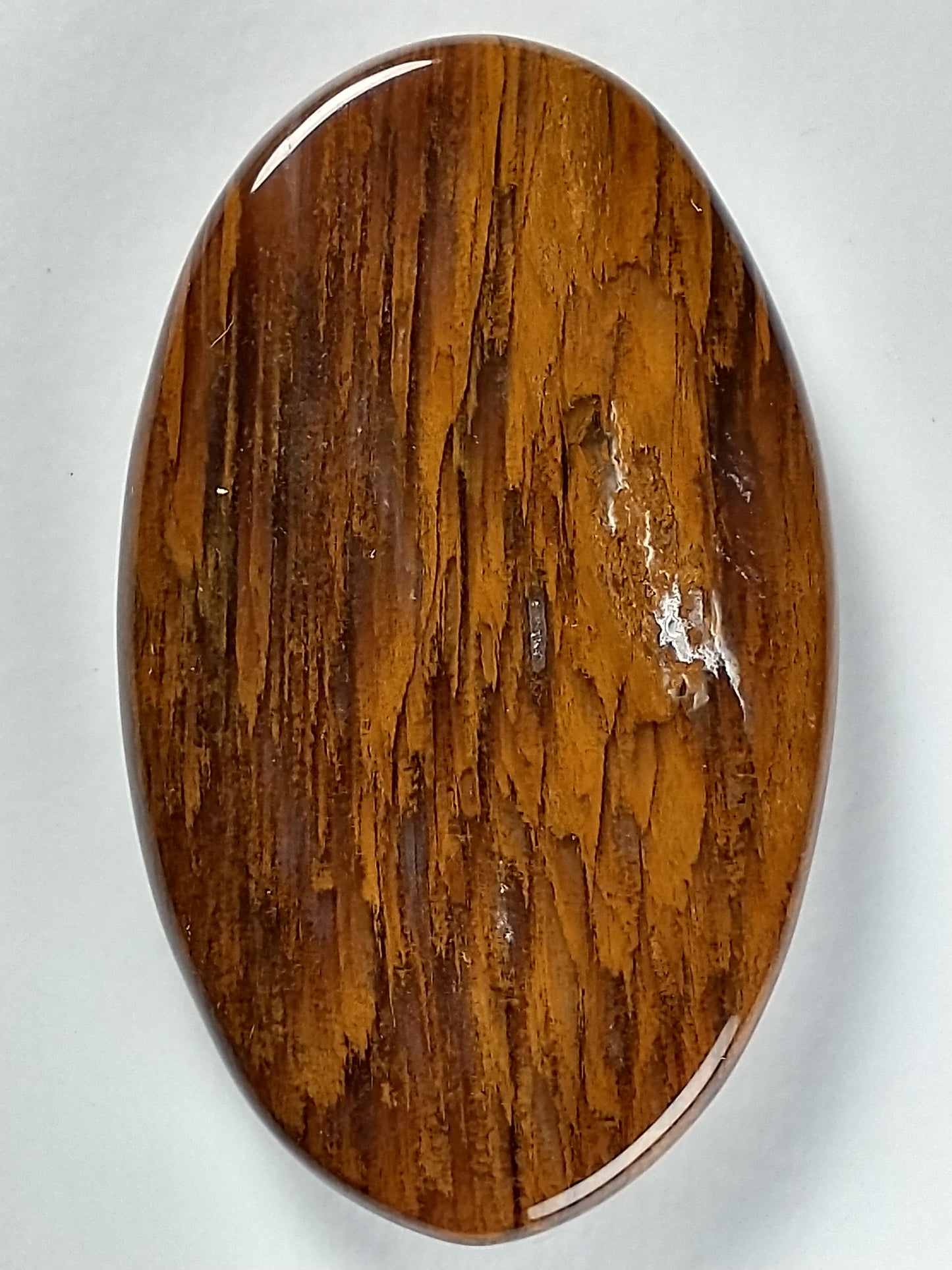 Petrified Wood Cabochon Large