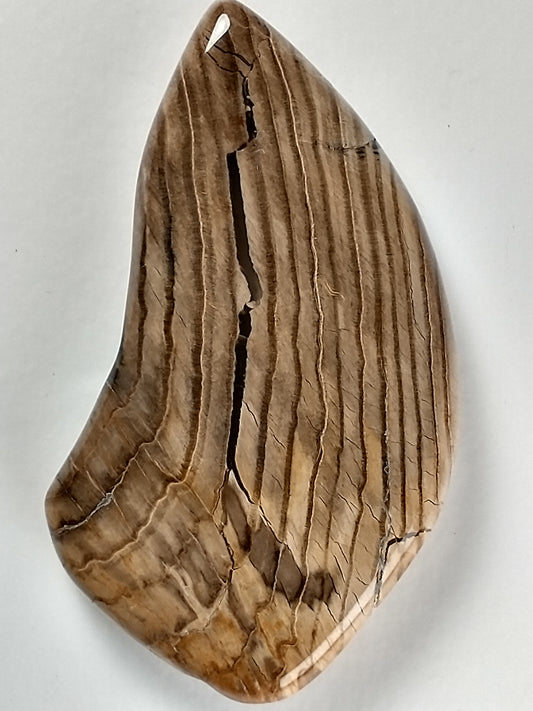 Petrified Wood Cabochon Large