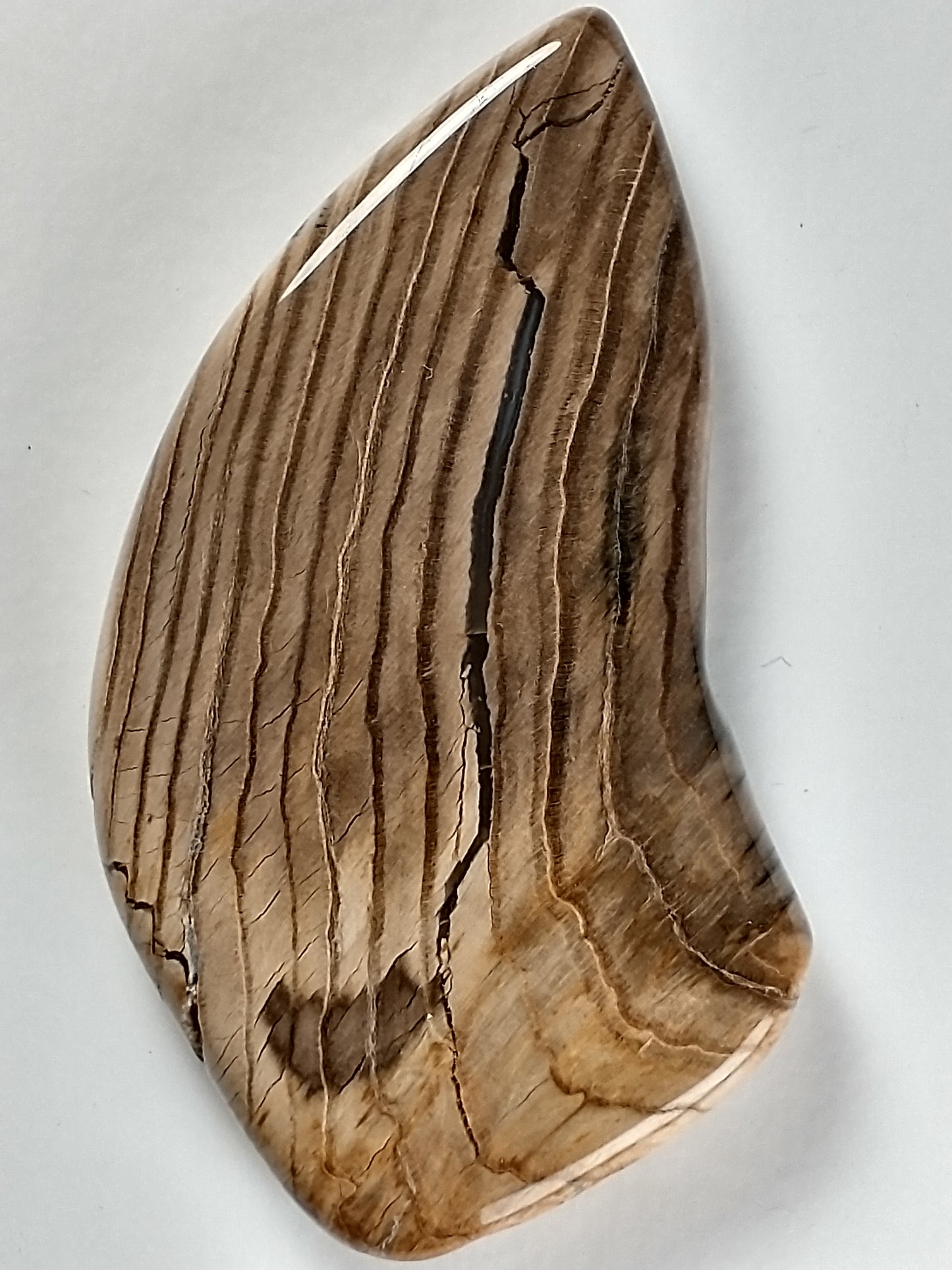 Petrified Wood Cabochon Large