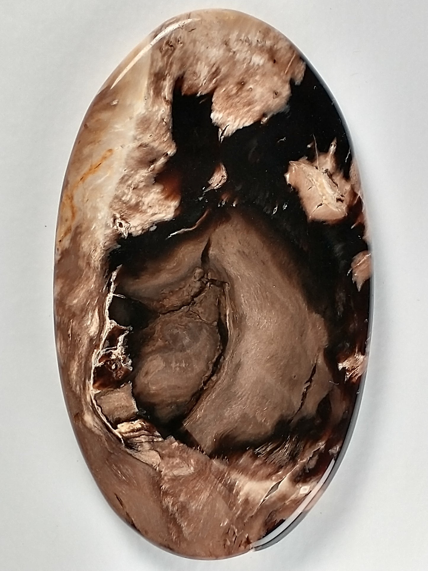 Petrified Wood Cabochon Large