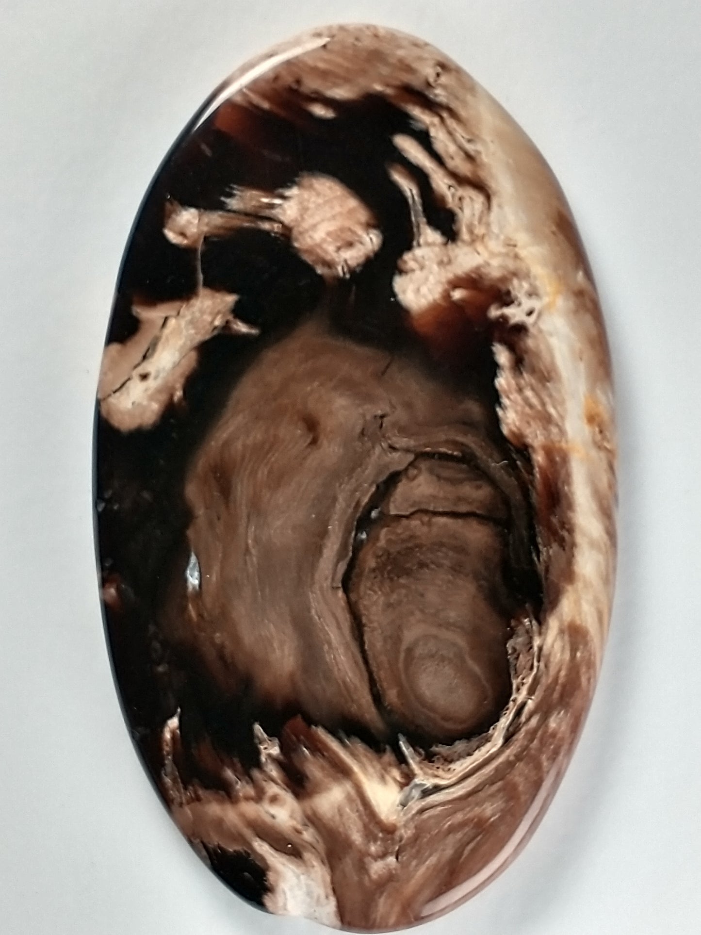 Petrified Wood Cabochon Large