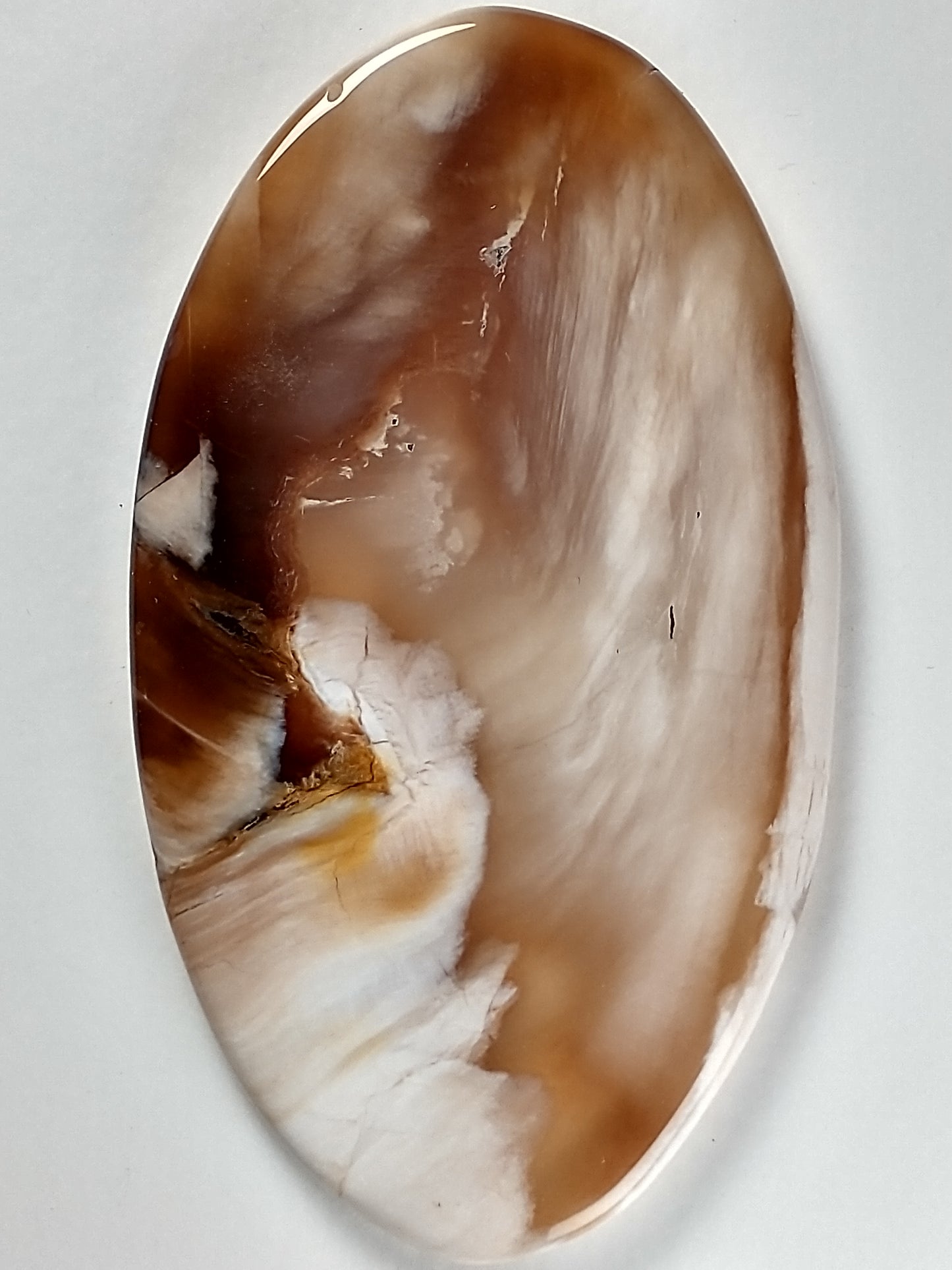 Petrified Wood Cabochon Large