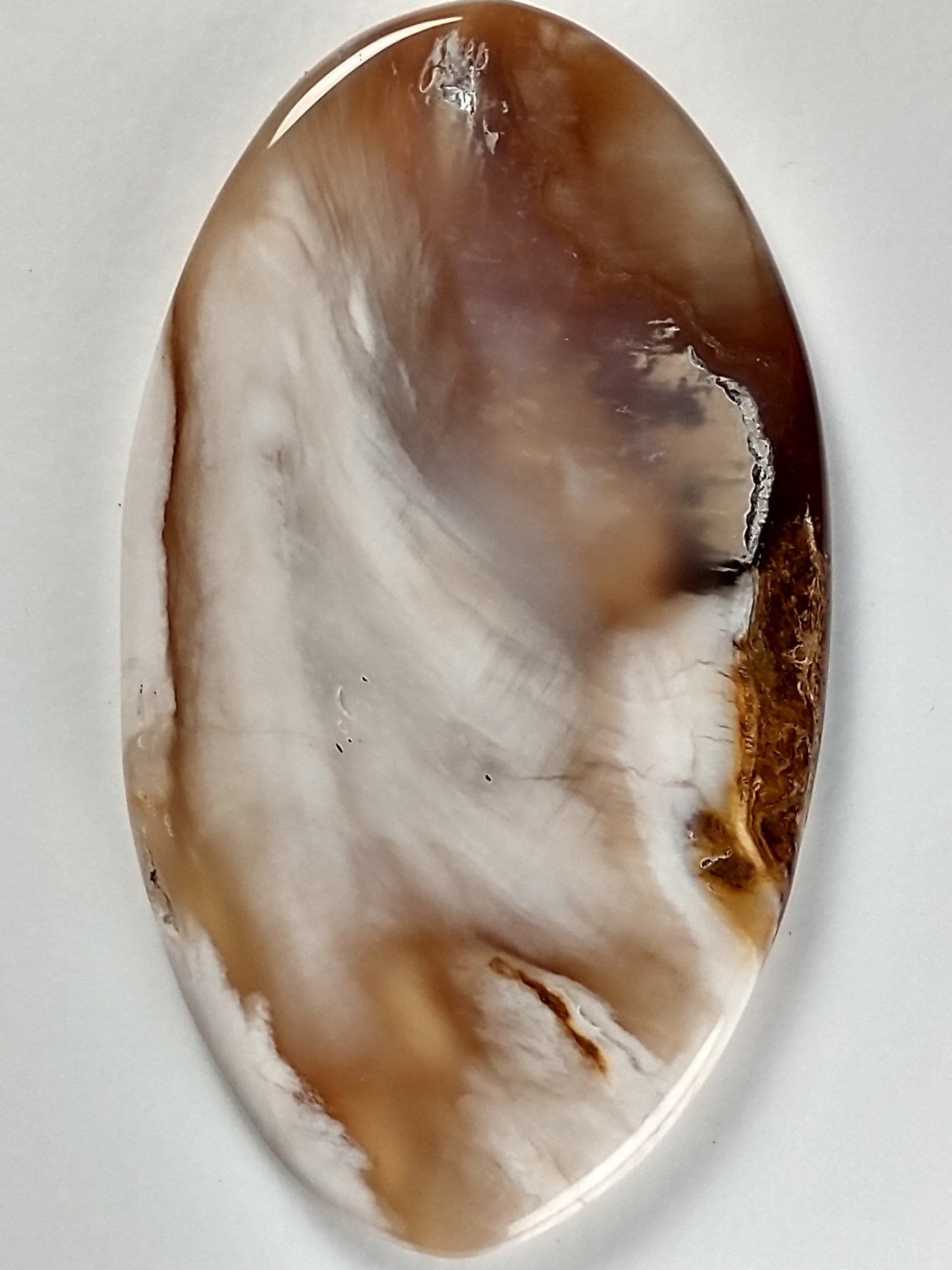 Petrified Wood Cabochon Large