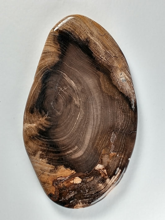 Petrified Wood Cabochon Large