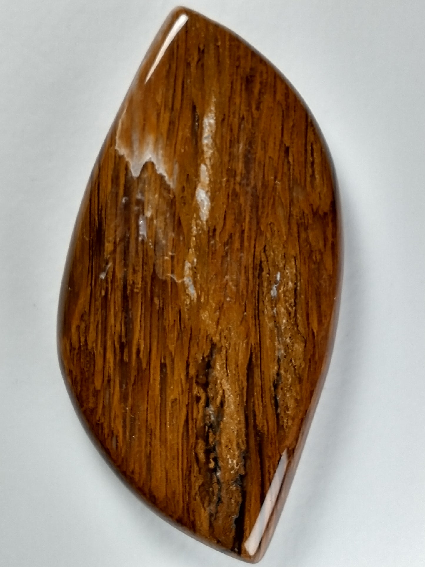 Petrified Wood Cabochon X Large