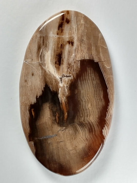 Petrified Wood Cabochon X Large