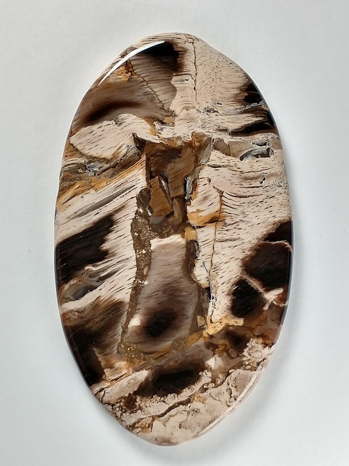 Petrified Wood Cabochon X Large
