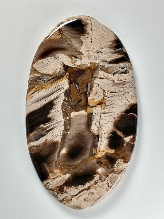 Petrified Wood Cabochon X Large