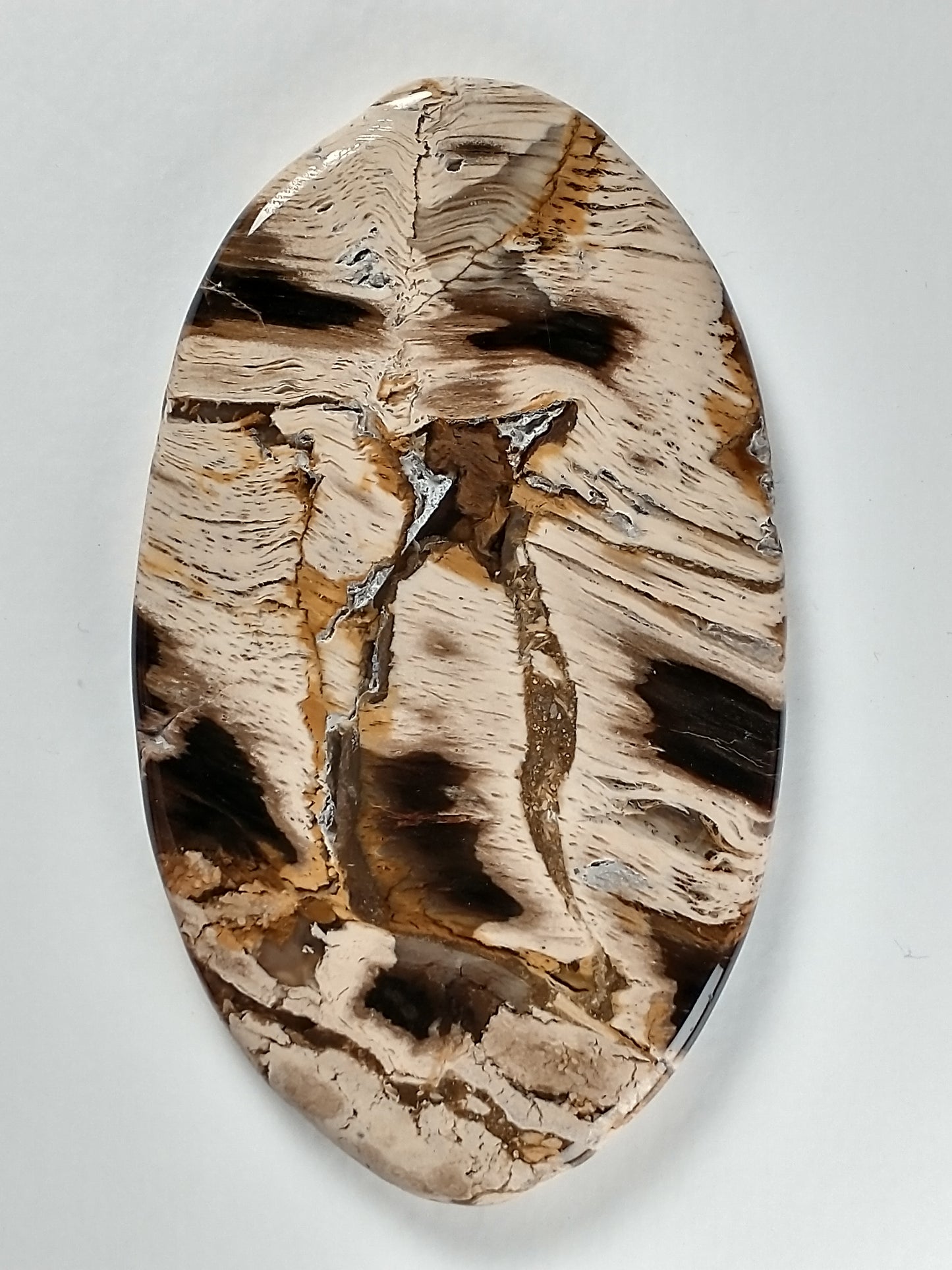 Petrified Wood Cabochon X Large