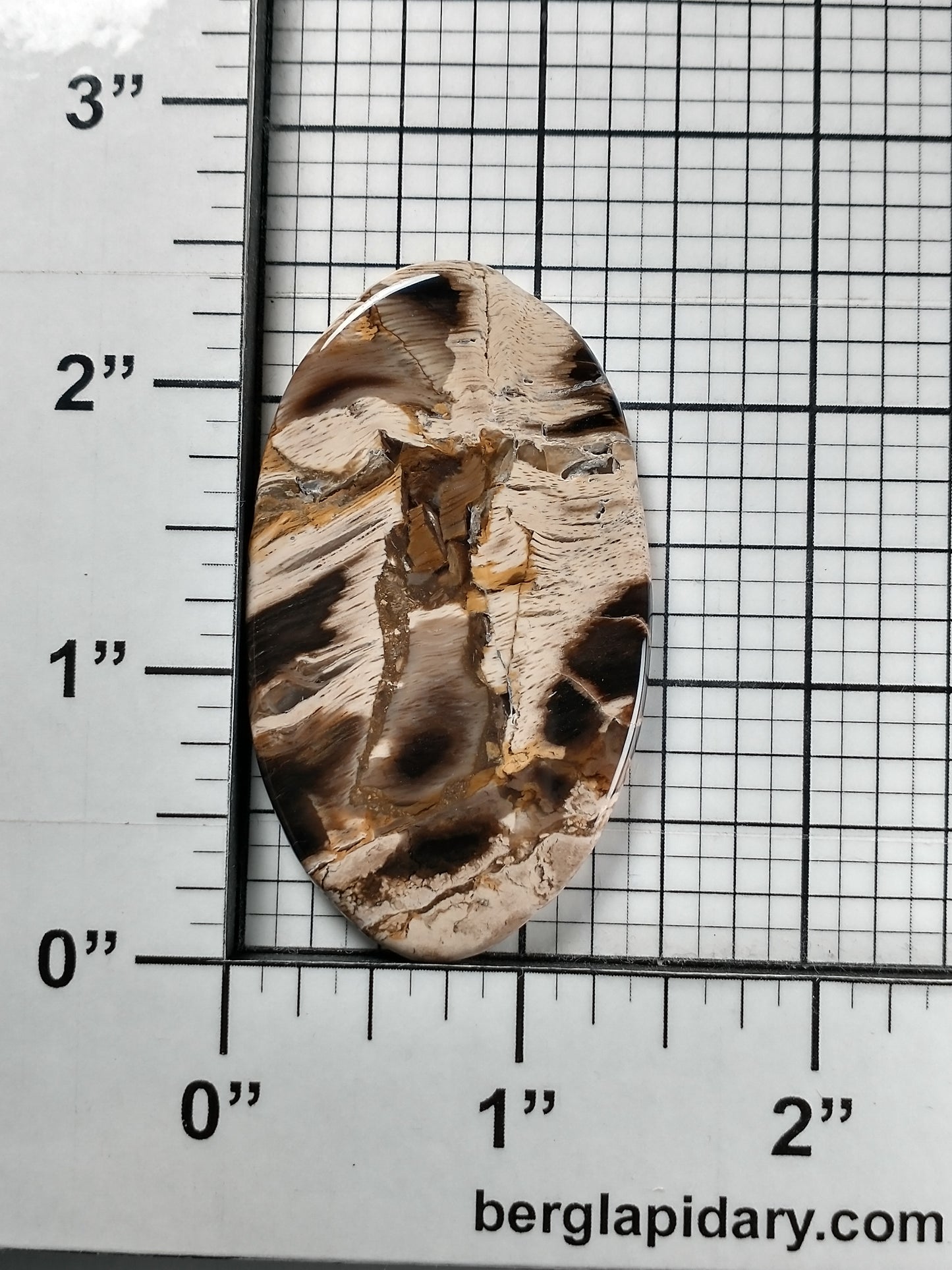 Petrified Wood Cabochon X Large