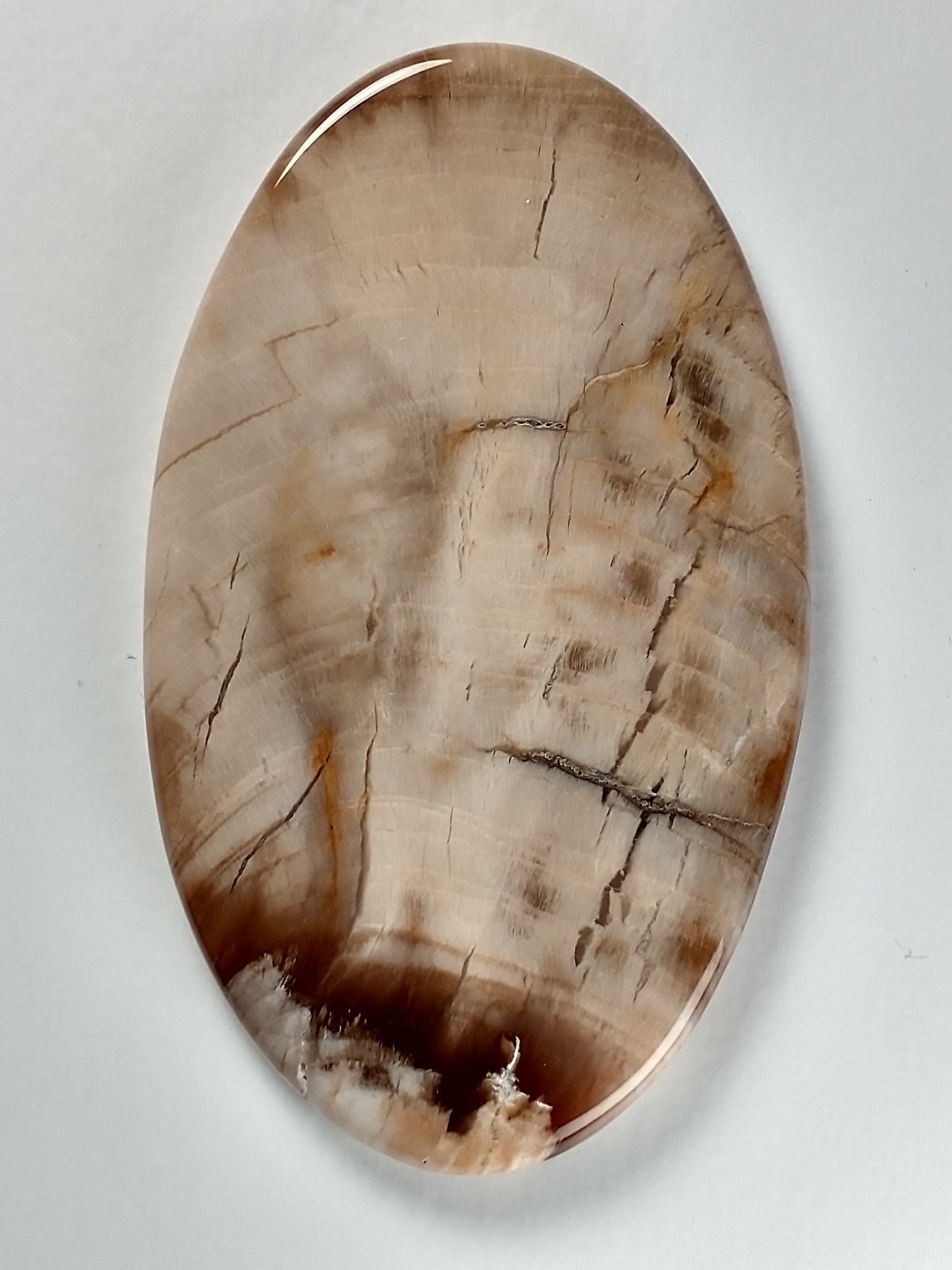 Petrified Wood Cabochon X Large