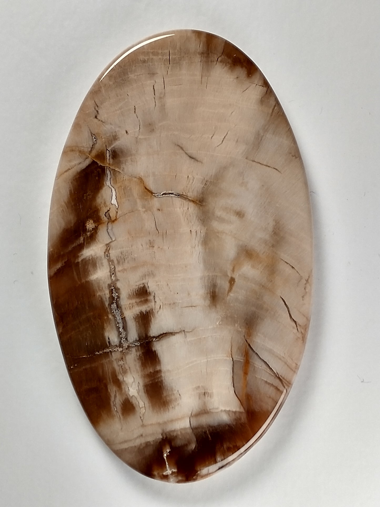Petrified Wood Cabochon X Large