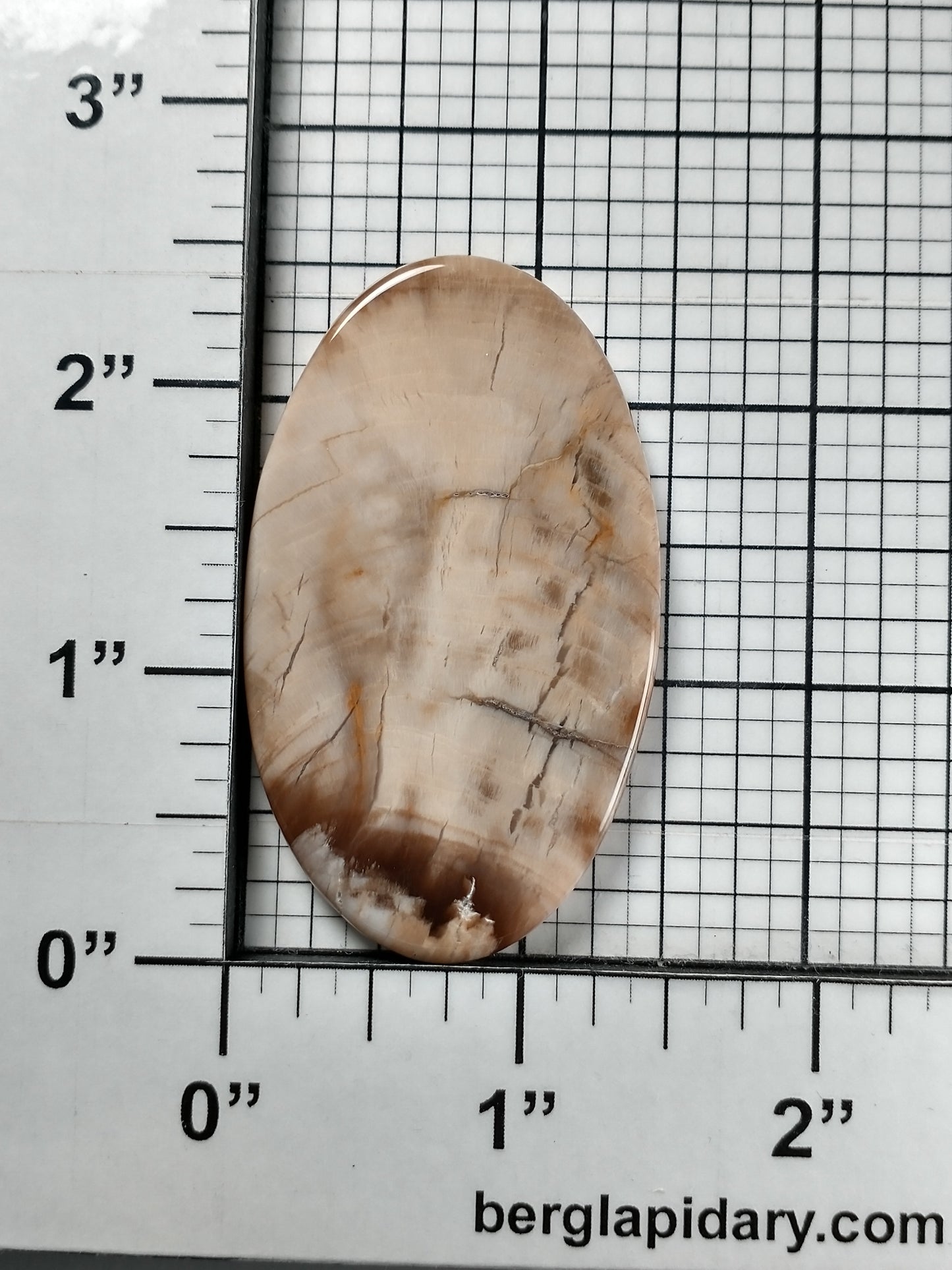 Petrified Wood Cabochon X Large