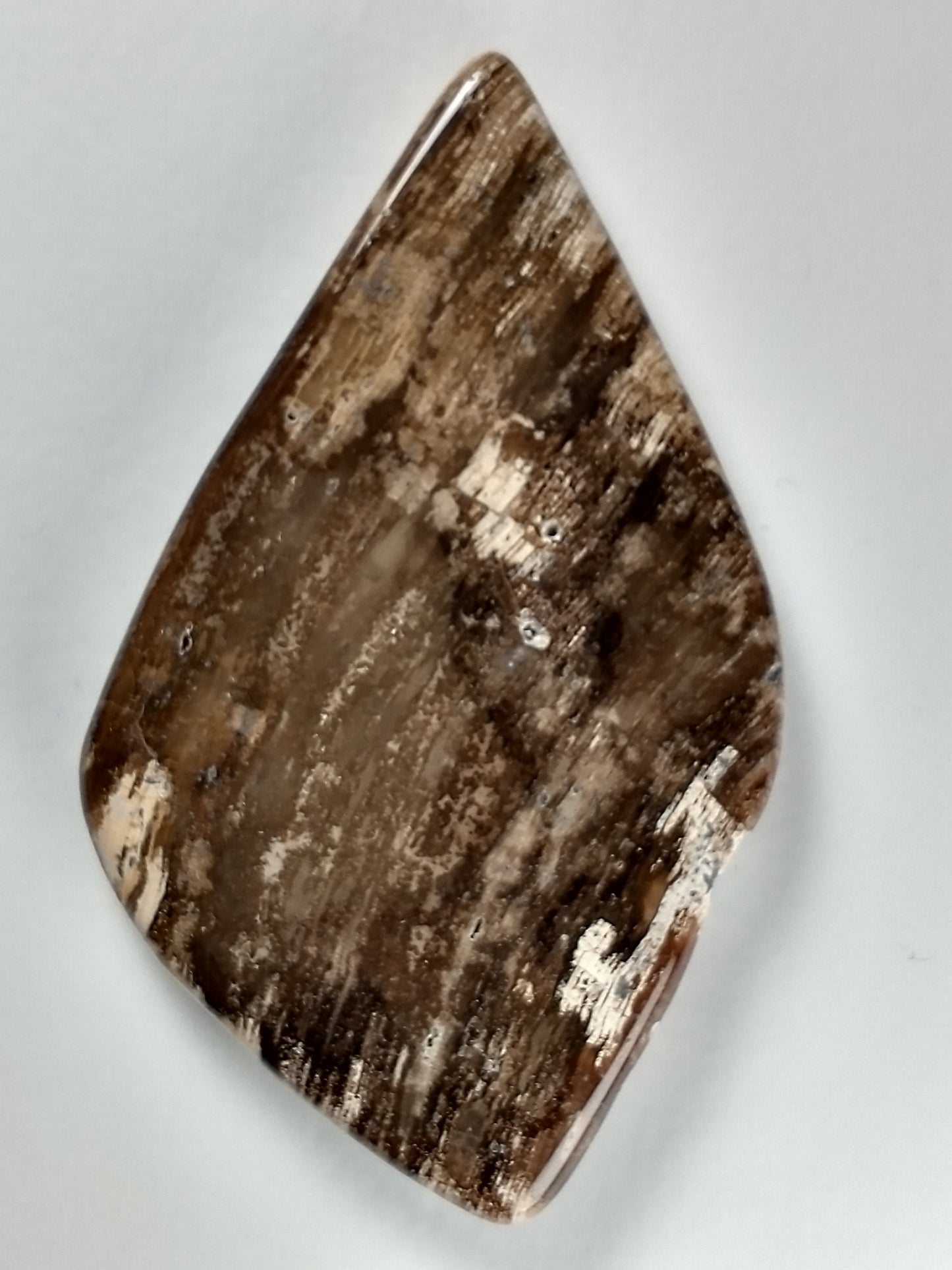 Petrified Wood Cabochon X Large