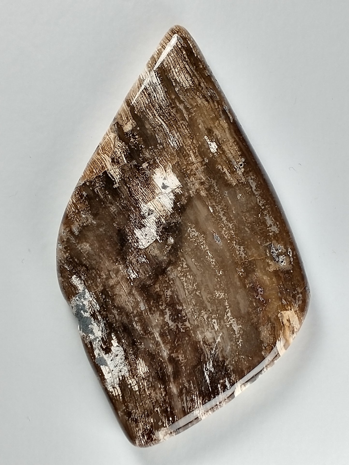 Petrified Wood Cabochon X Large