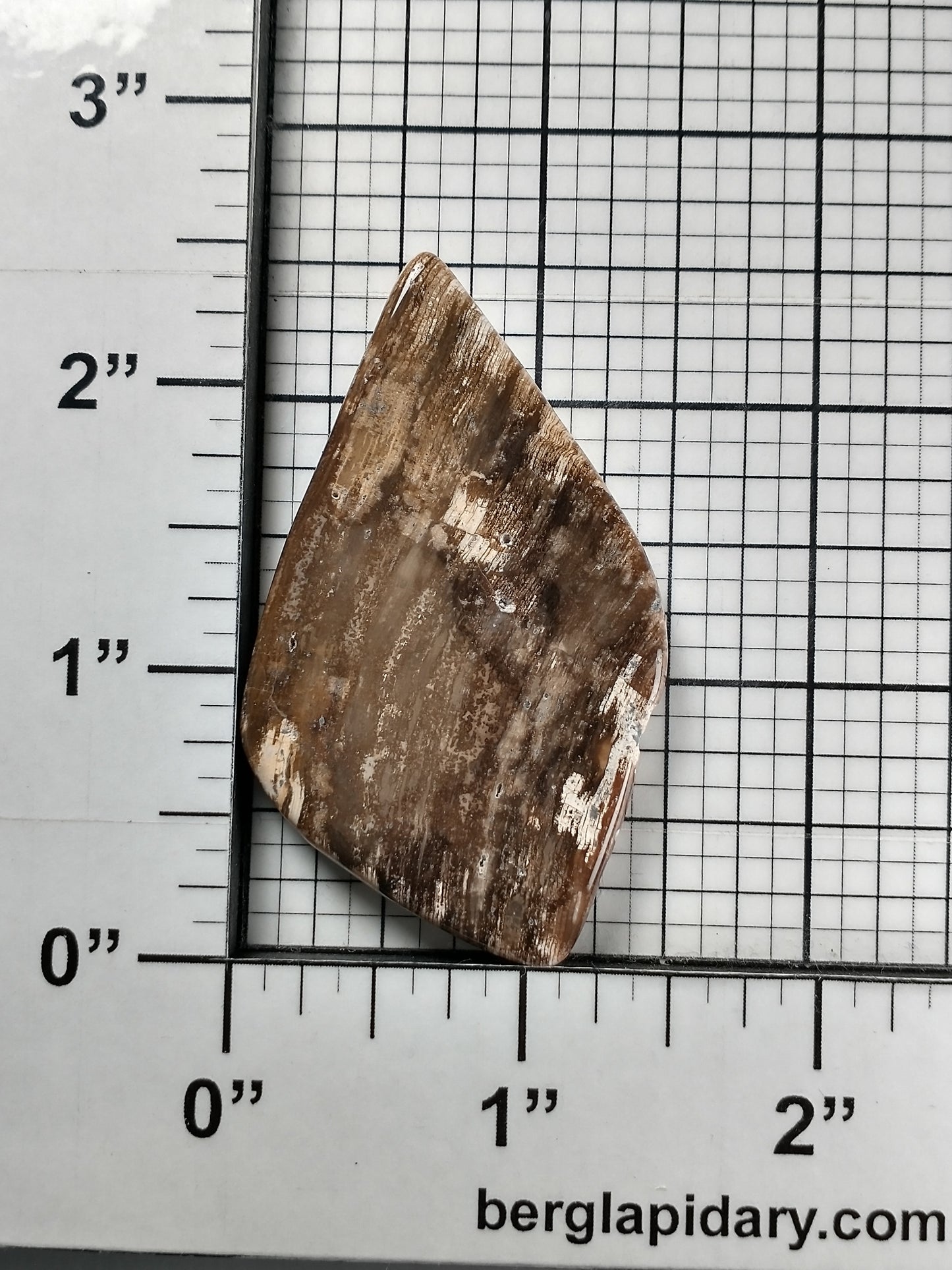 Petrified Wood Cabochon X Large