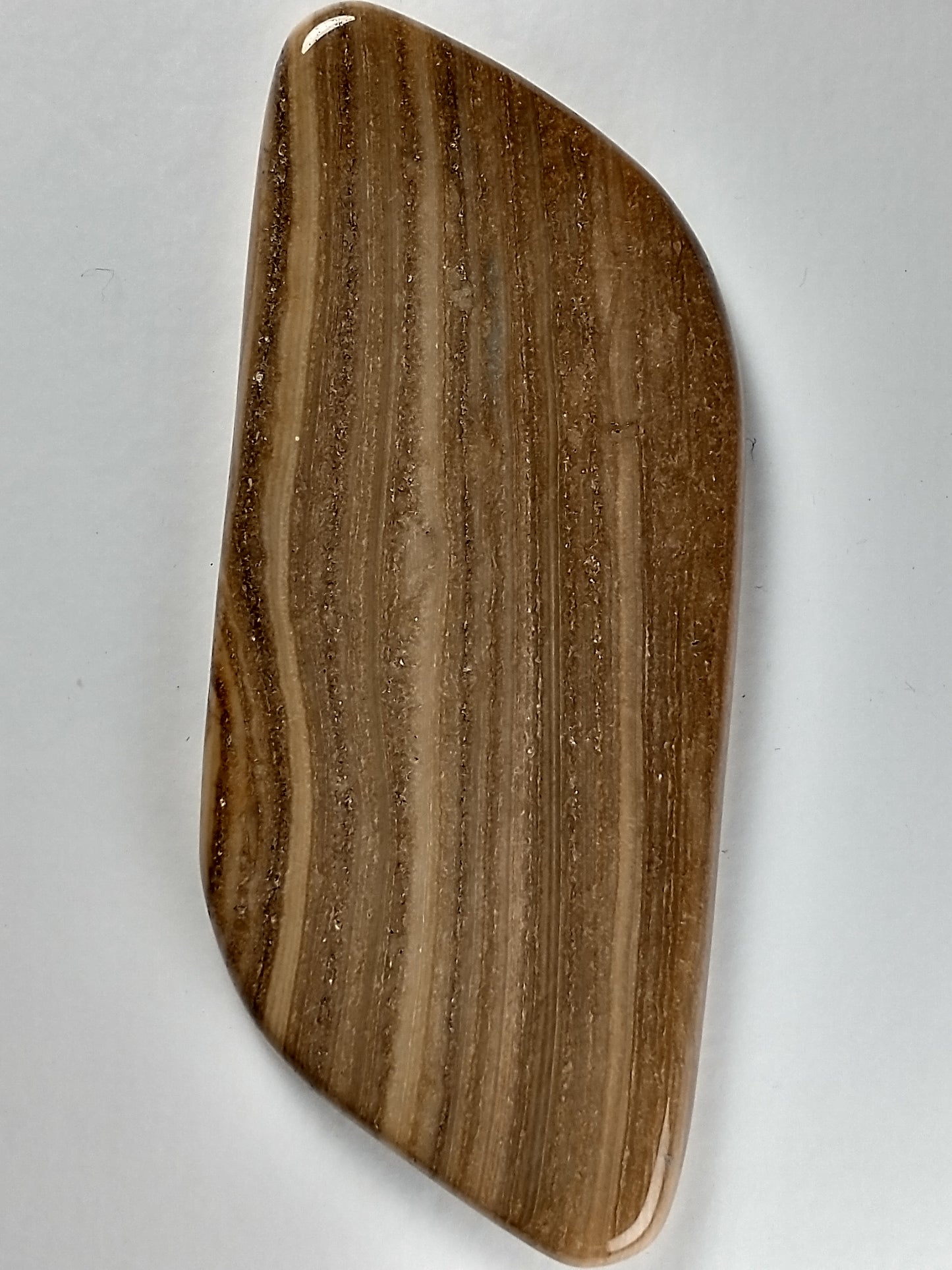 Petrified Wood Cabochon X Large