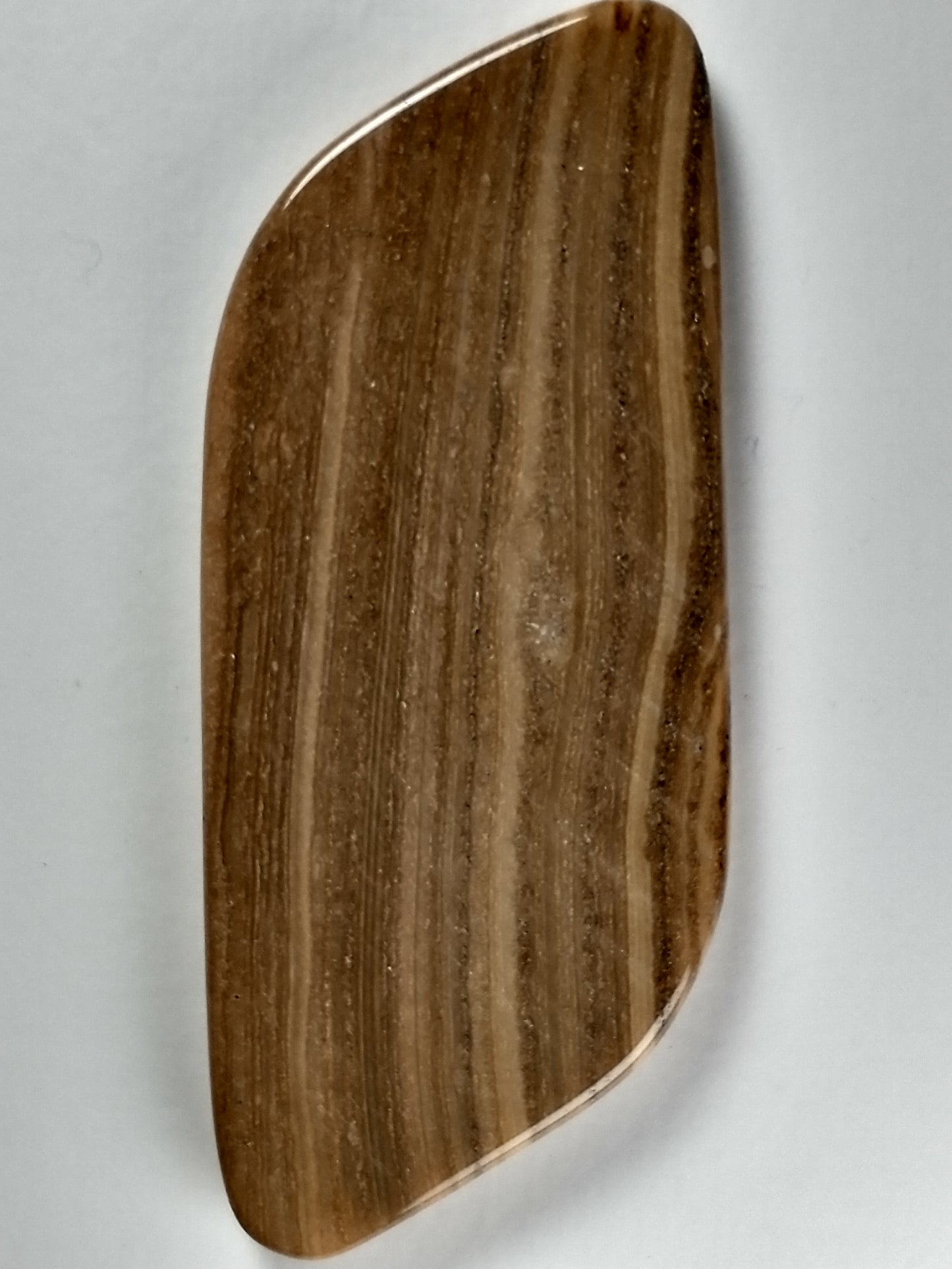 Petrified Wood Cabochon X Large