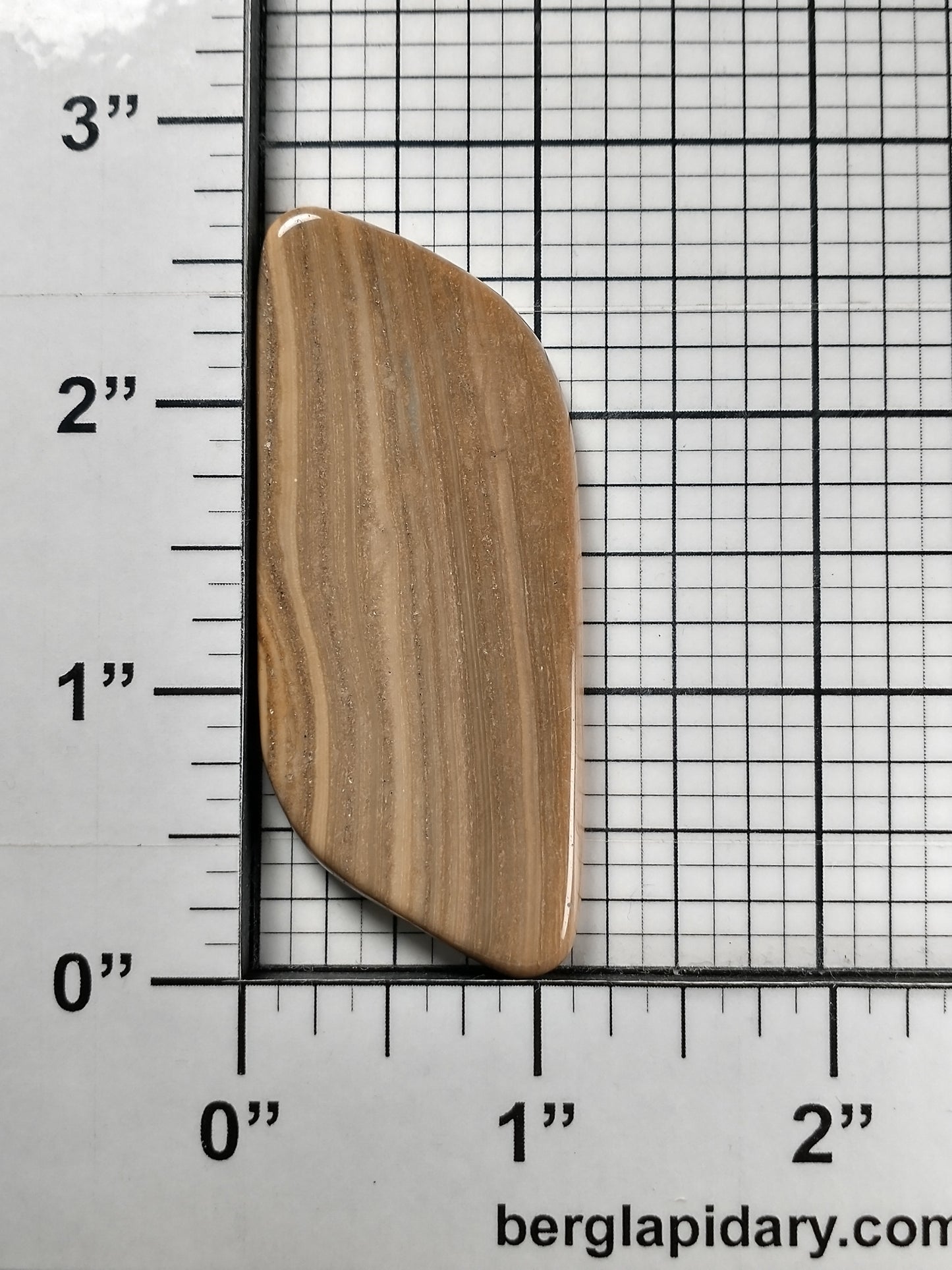 Petrified Wood Cabochon X Large