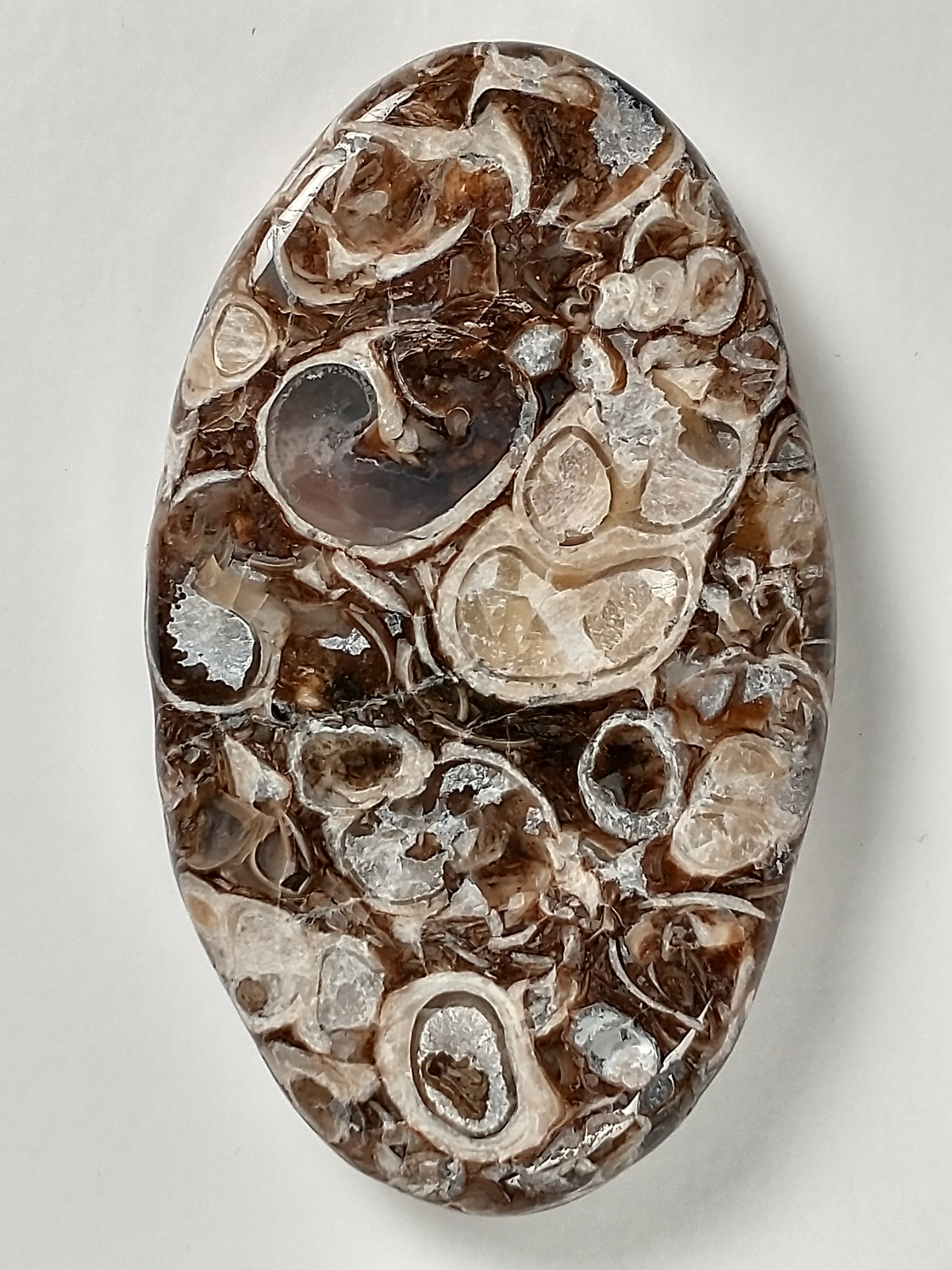 Turritella Agate Fossil Cabochon Medium