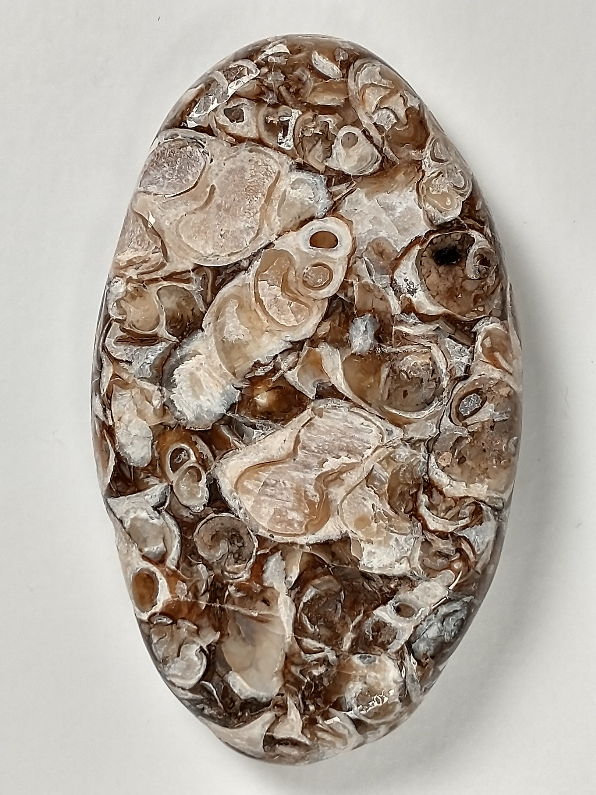 Turritella Agate Fossil Cabochon Medium