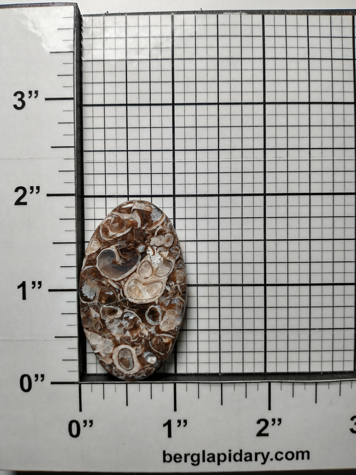 Turritella Agate Fossil Cabochon Medium
