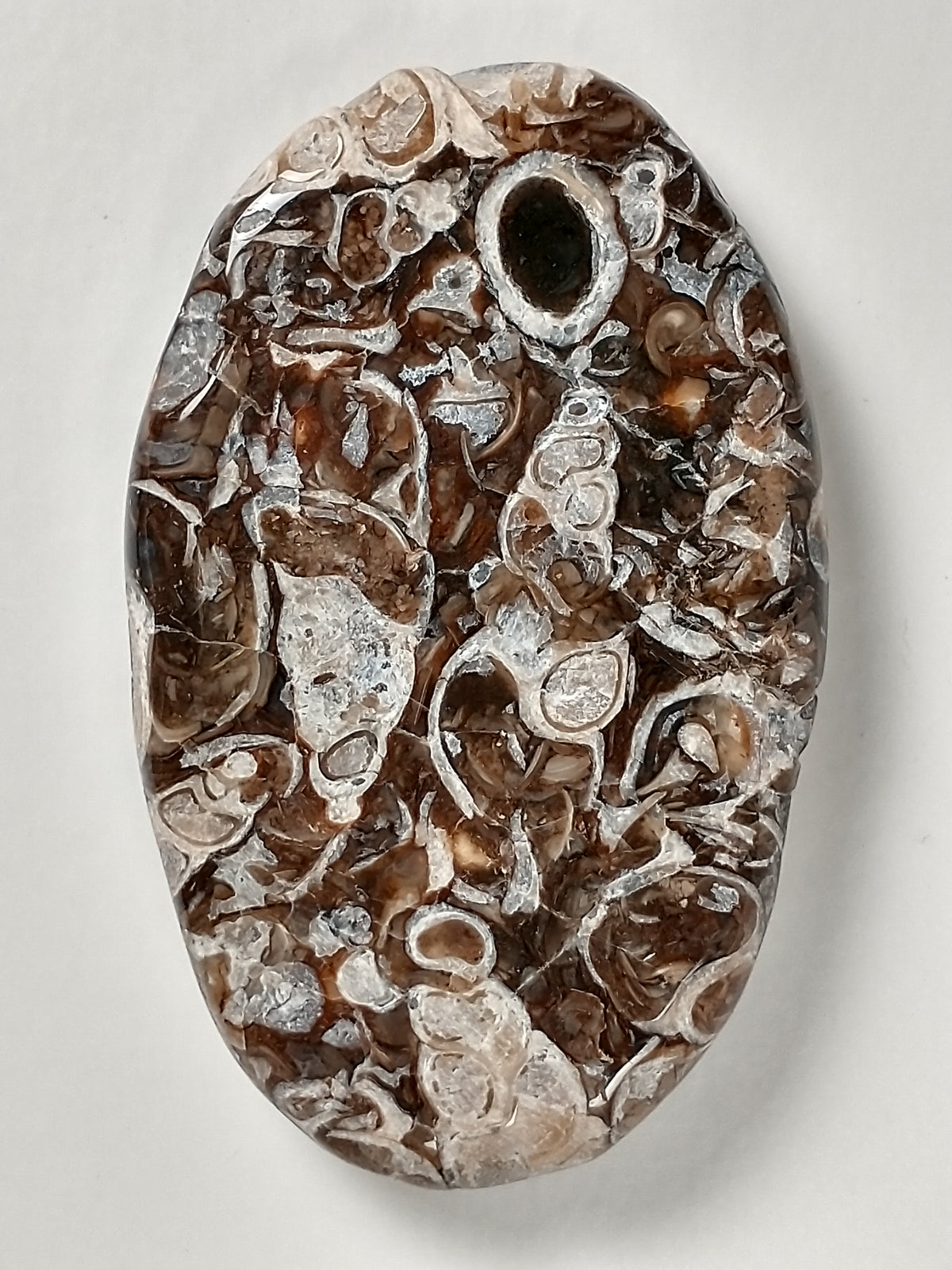 Turritella Agate Fossil Cabochon Medium