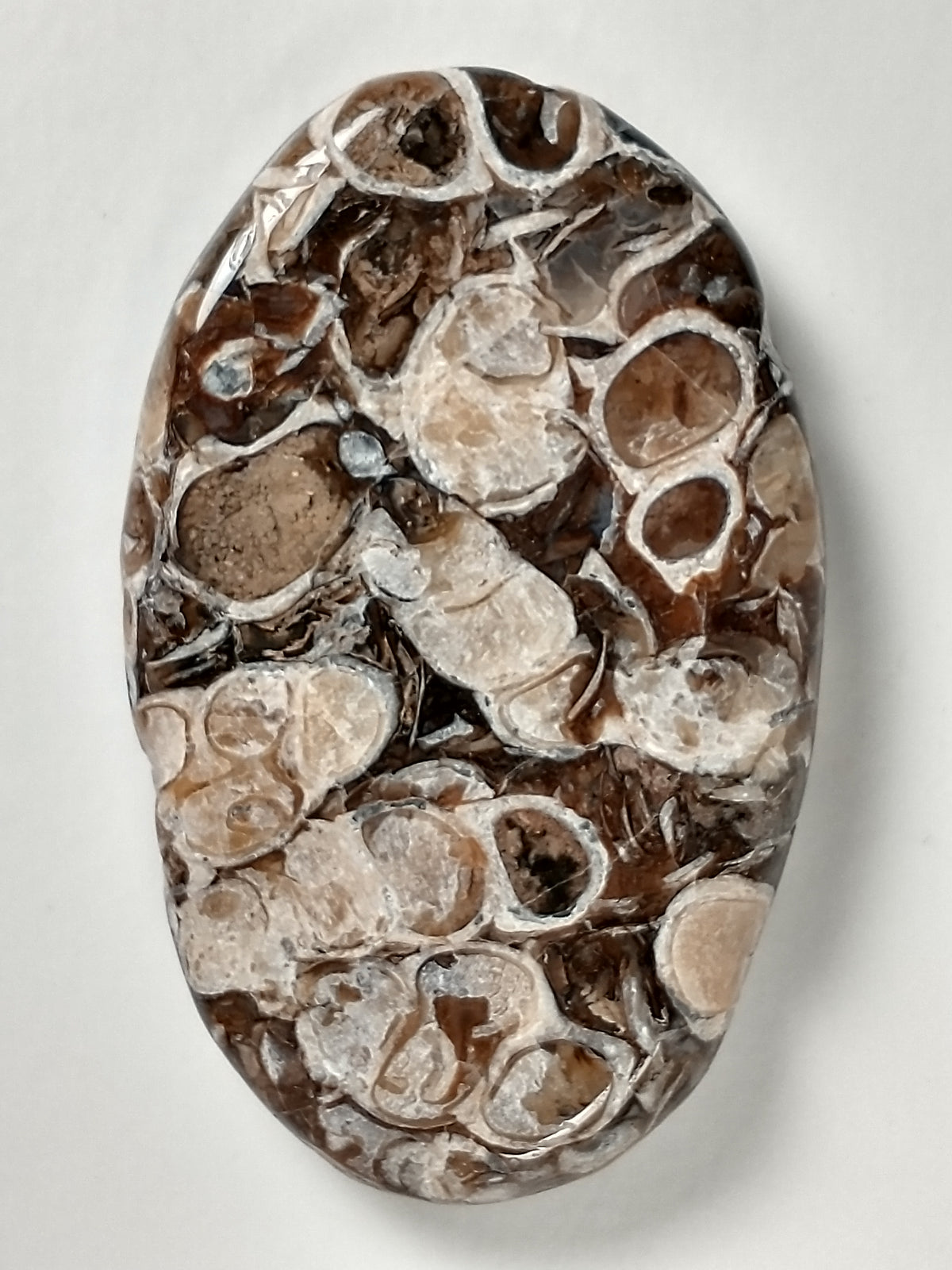 Turritella Agate Fossil Cabochon Medium