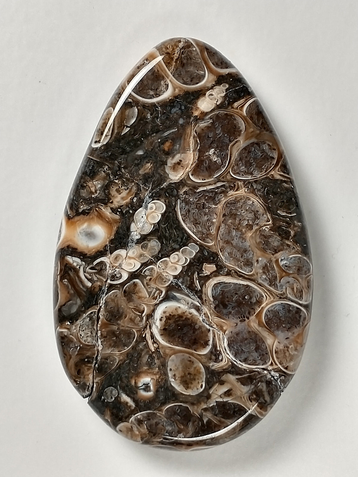 Turritella Agate Fossil Cabochon Medium