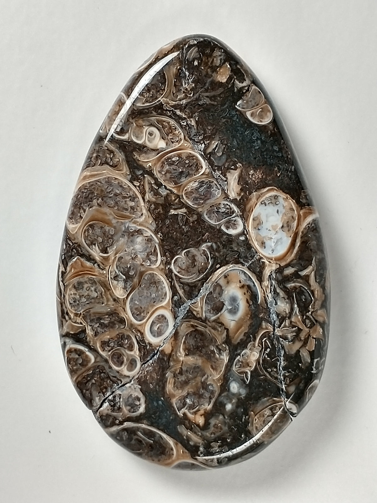 Turritella Agate Fossil Cabochon Medium